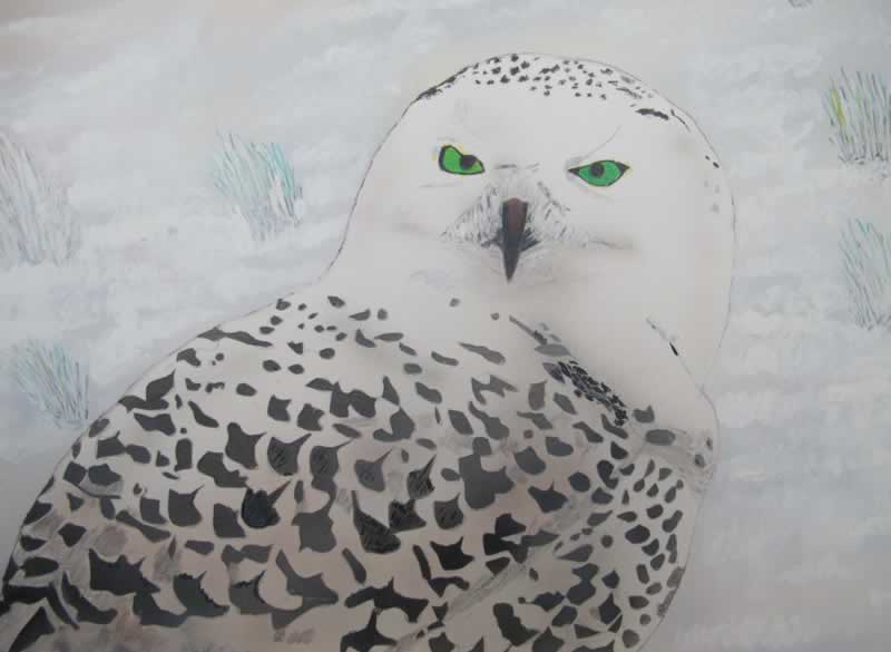 Snowy Owl