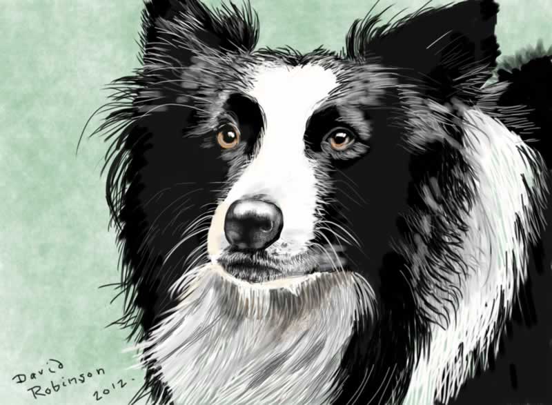 Border Collie