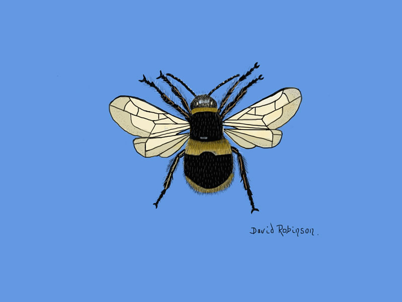 Buff Tailed Bumble Bee