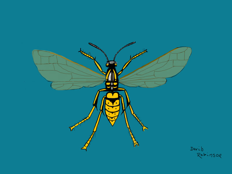 Common Wasp