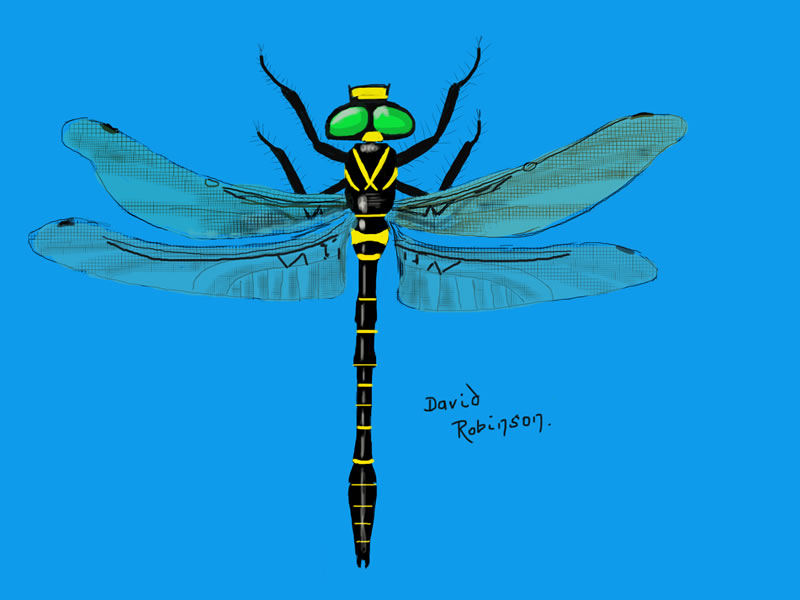 Dragon Fly