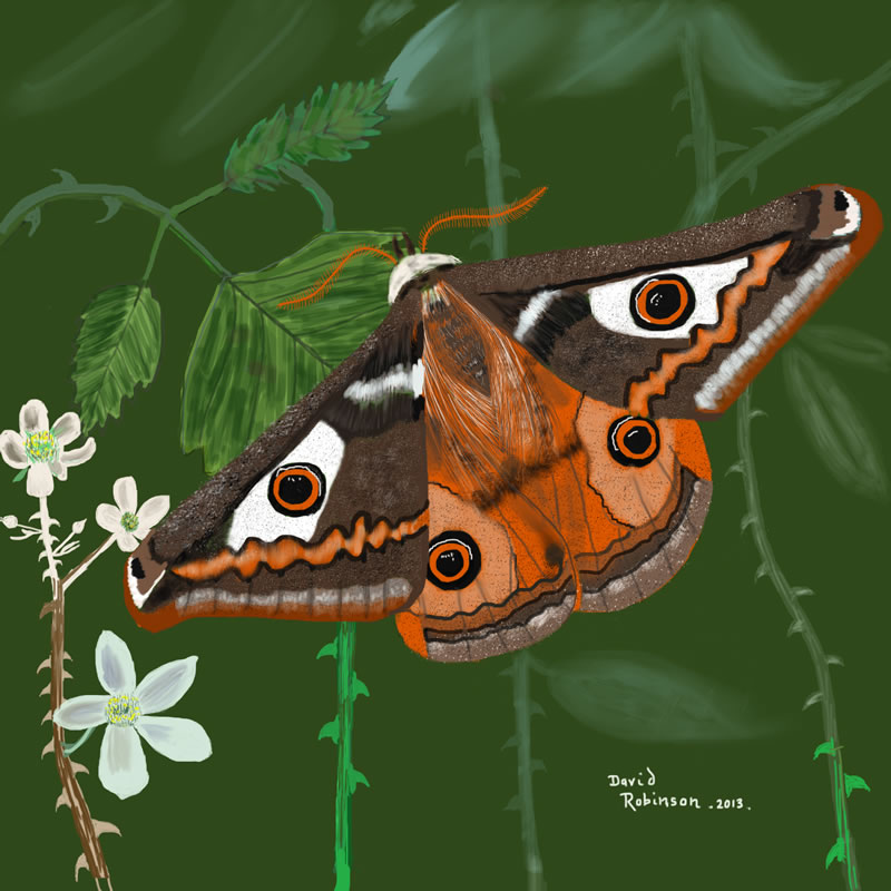 Emperor Moth