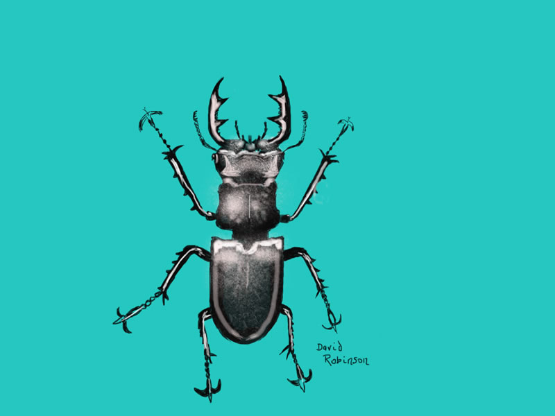 Stag Beetle