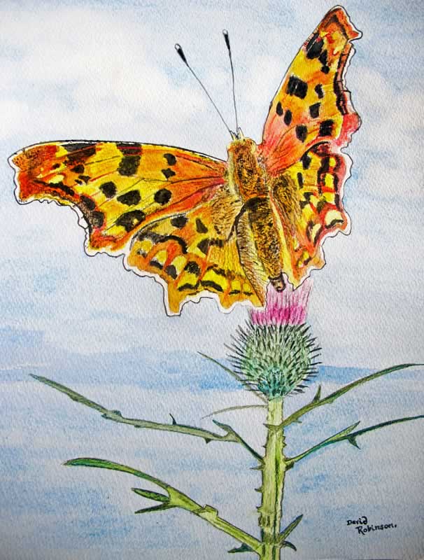 Comma Butterfly