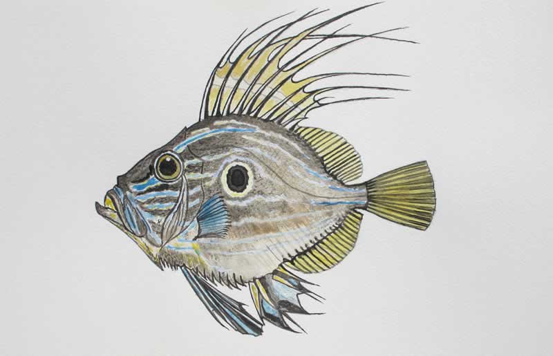 John Dory