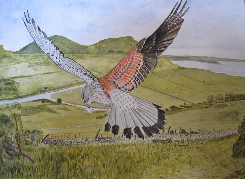 Kestrel - Lleyn Peninsula 2012