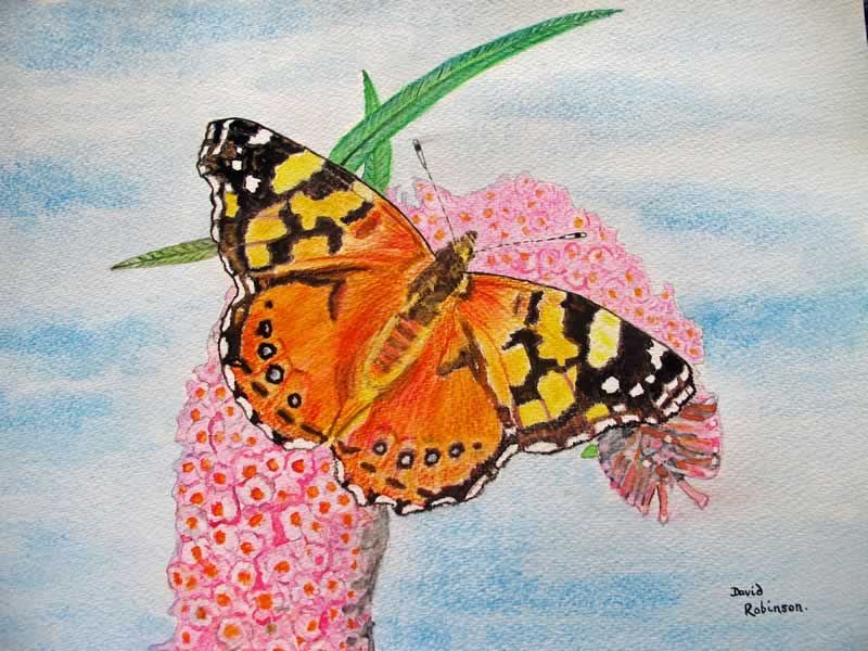 Painted Lady Butterfly