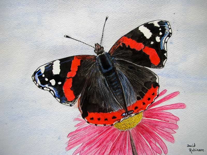 Red Admiral Butterfly